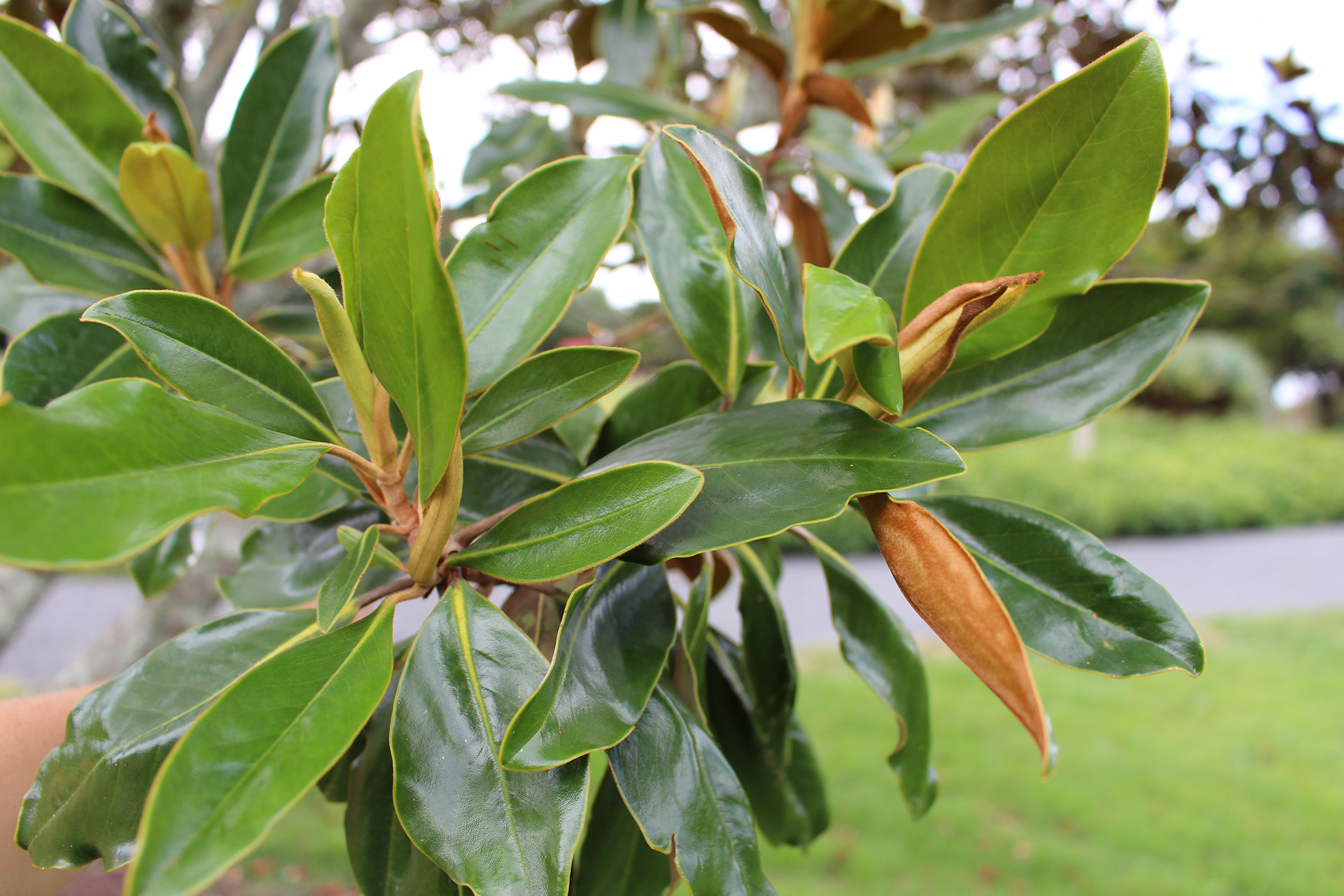 Magnolia grandiflora 'Little Gem'
